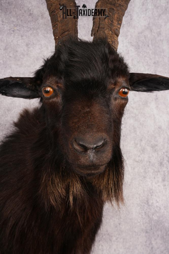 Black Goat Shoulder Mount SKU 3149 - Image 4