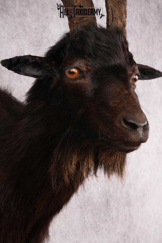 Black Goat Shoulder Mount SKU 3149 - Image 3