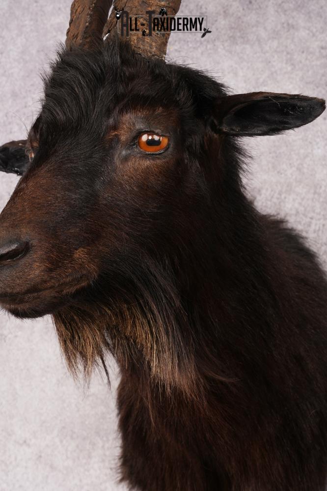 Black Goat Shoulder Mount SKU 3149 - Image 2