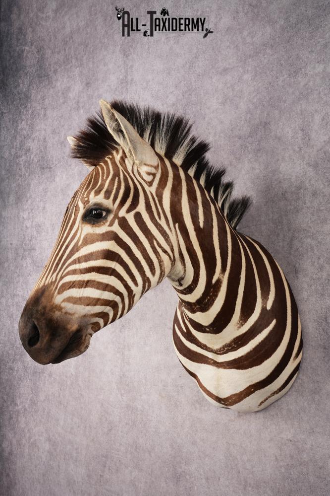 African Zebra Shoulder Mount SKU 3160 - Image 9