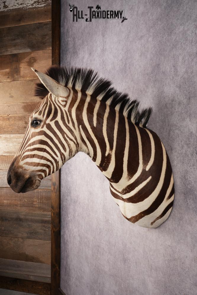 African Zebra Shoulder Mount SKU 3160 - Image 8