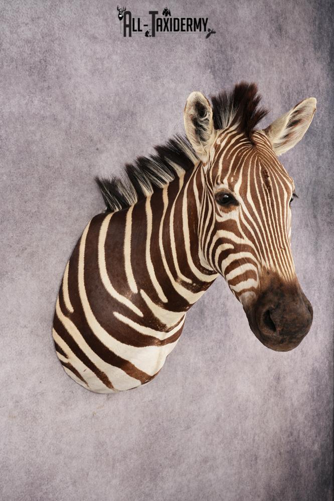 African Zebra Shoulder Mount SKU 3160 - Image 7
