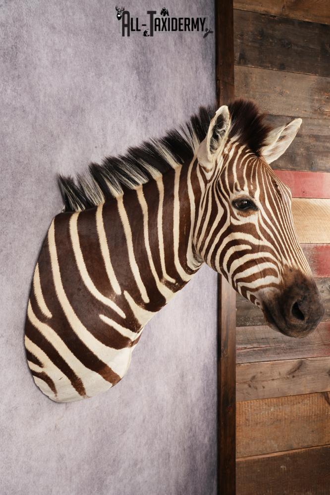 African Zebra Shoulder Mount SKU 3160 - Image 6