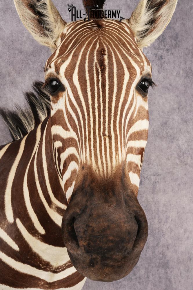 African Zebra Shoulder Mount SKU 3160 - Image 5