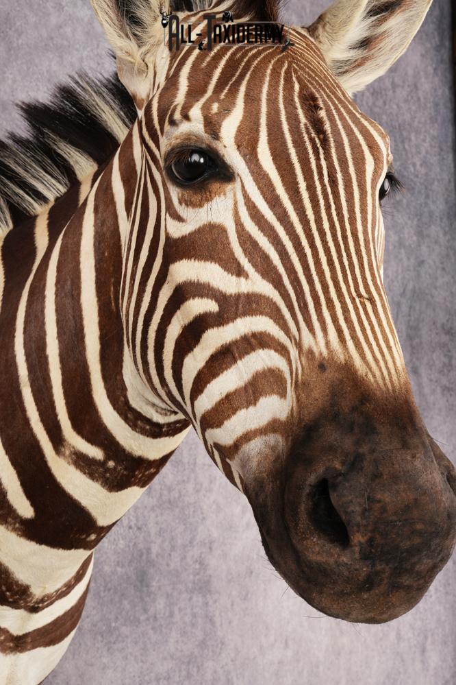 African Zebra Shoulder Mount SKU 3160 - Image 4