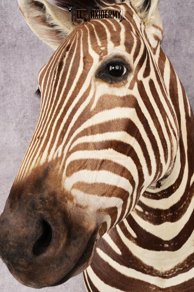 African Zebra Shoulder Mount SKU 3160 - Image 3