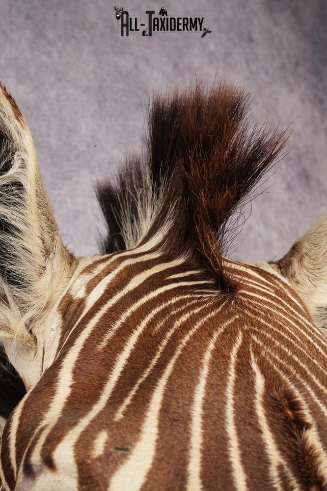 African Zebra Shoulder Mount SKU 3160 - Image 2