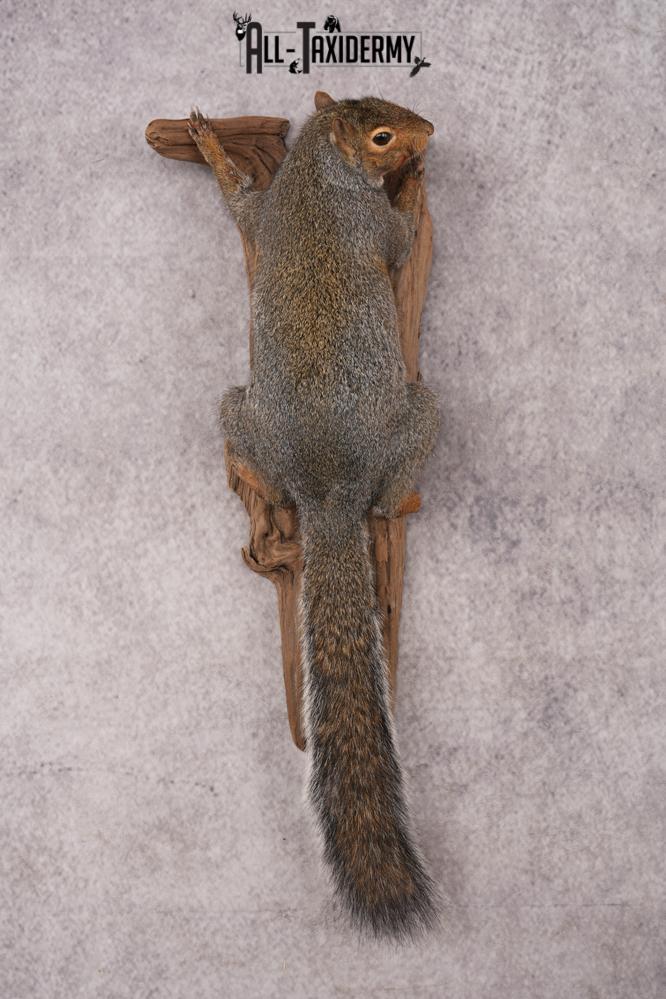 Grey Squirrel SKU 3155