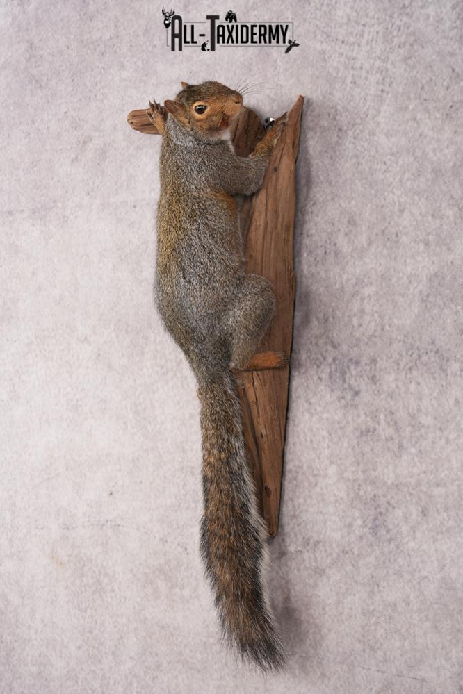 Grey Squirrel SKU 3155 - Image 7