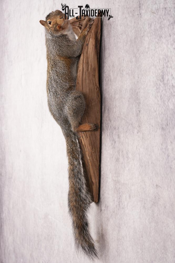 Grey Squirrel SKU 3155 - Image 6