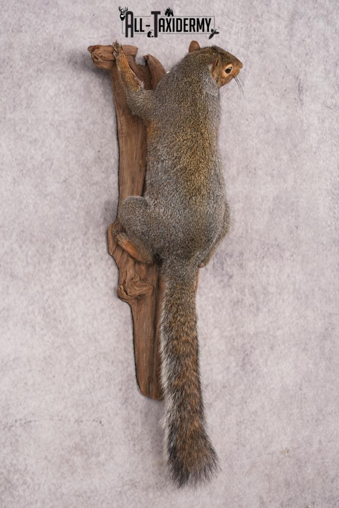 Grey Squirrel SKU 3155 - Image 5