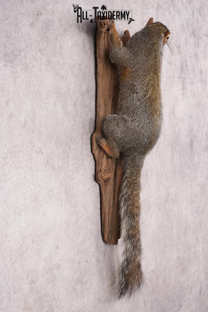 Grey Squirrel SKU 3155 - Image 4