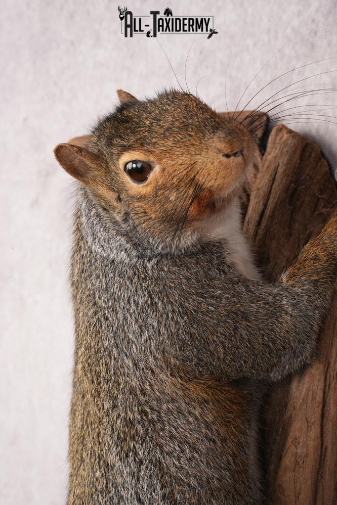 Grey Squirrel SKU 3155 - Image 3