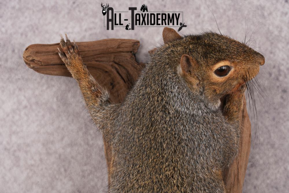 Grey Squirrel SKU 3155 - Image 2