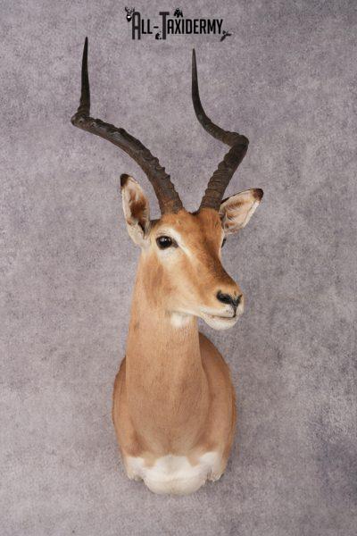African Impala Shoulder Mount SKU 3154