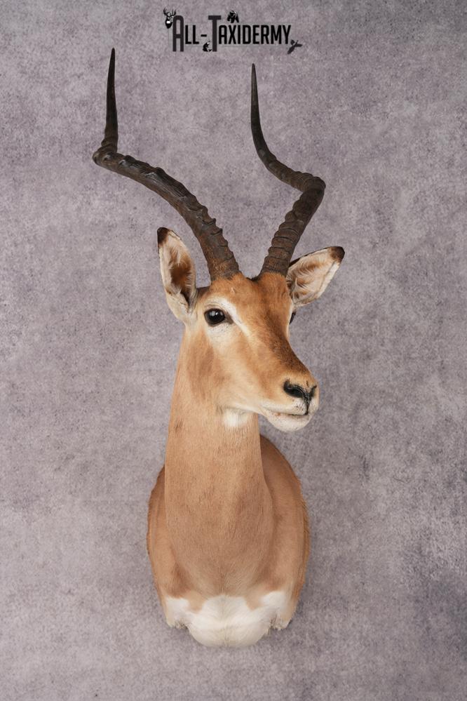 African Impala Shoulder Mount SKU 3154