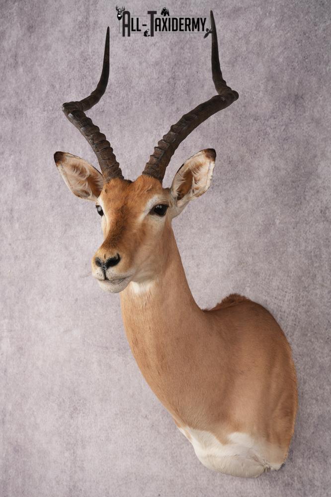 African Impala Shoulder Mount SKU 3154 - Image 8