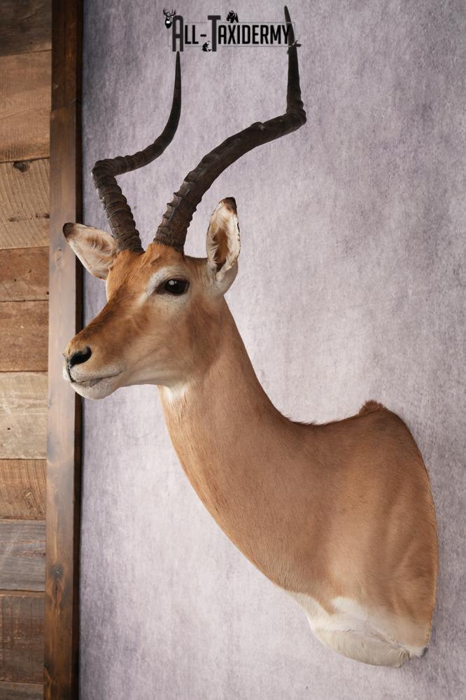 African Impala Shoulder Mount SKU 3154 - Image 7