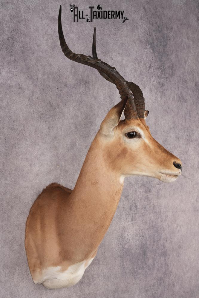 African Impala Shoulder Mount SKU 3154 - Image 6