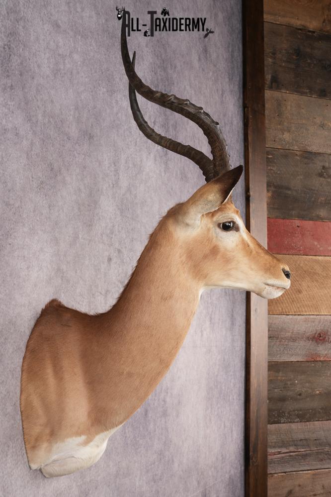 African Impala Shoulder Mount SKU 3154 - Image 5