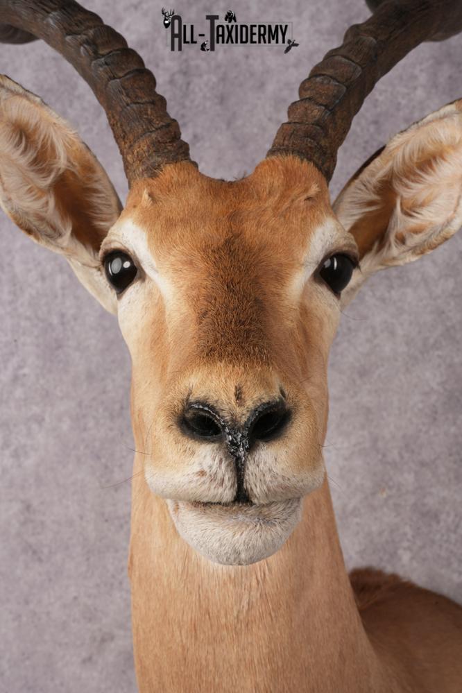 African Impala Shoulder Mount SKU 3154 - Image 4