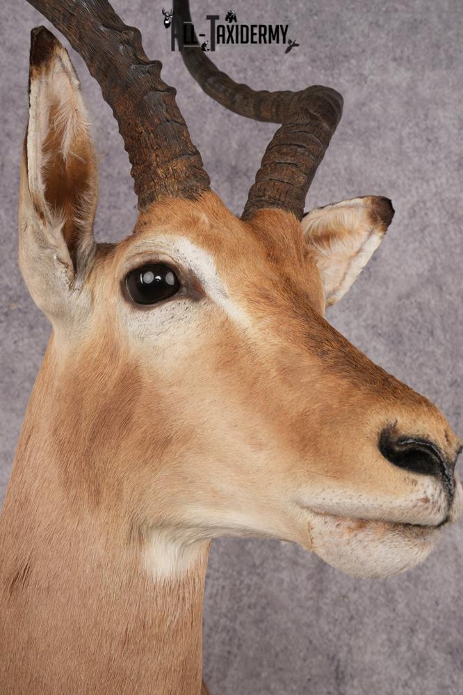 African Impala Shoulder Mount SKU 3154 - Image 3