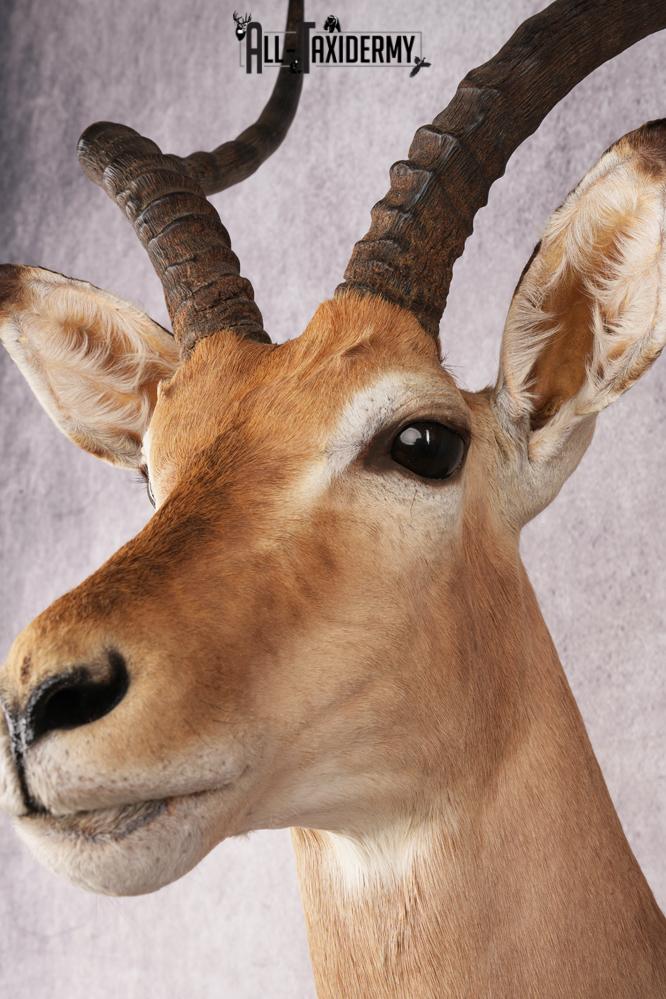 African Impala Shoulder Mount SKU 3154 - Image 2