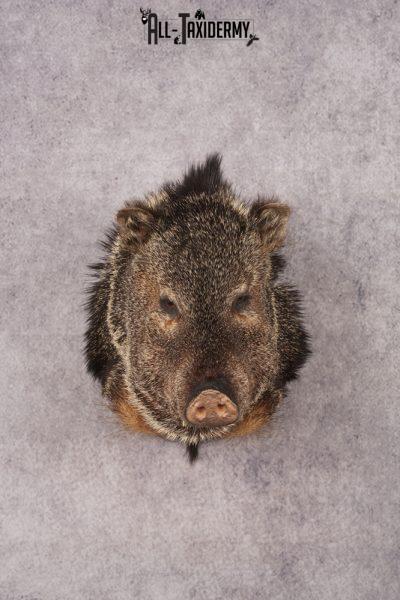 Collard Peccary Javelina Shoulder Mount SKU 3157