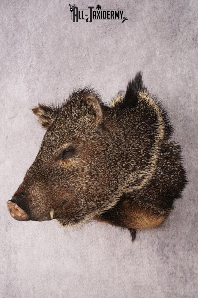 Collard Peccary Javelina Shoulder Mount SKU 3157 - Image 8
