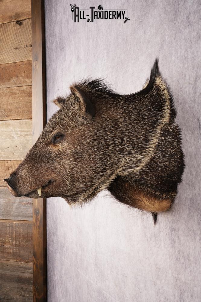Collard Peccary Javelina Shoulder Mount SKU 3157 - Image 7