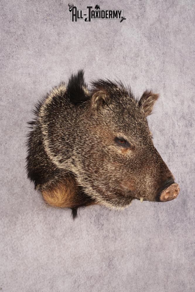 Collard Peccary Javelina Shoulder Mount SKU 3157 - Image 6