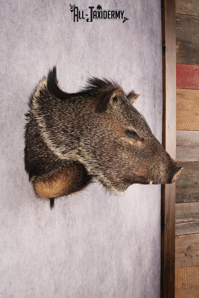 Collard Peccary Javelina Shoulder Mount SKU 3157 - Image 5