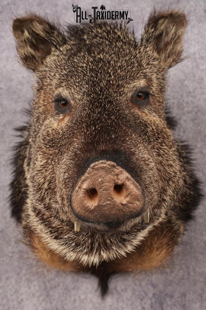 Collard Peccary Javelina Shoulder Mount SKU 3157 - Image 4