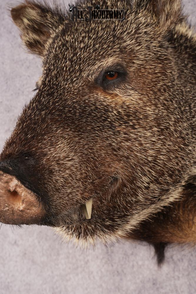 Collard Peccary Javelina Shoulder Mount SKU 3157 - Image 2