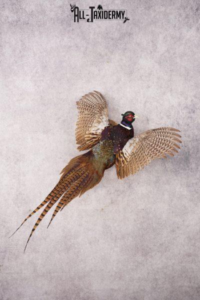 Ring Necked Pheasant SKU 3156