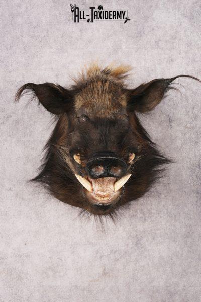 African Bush Pig SKU 3158