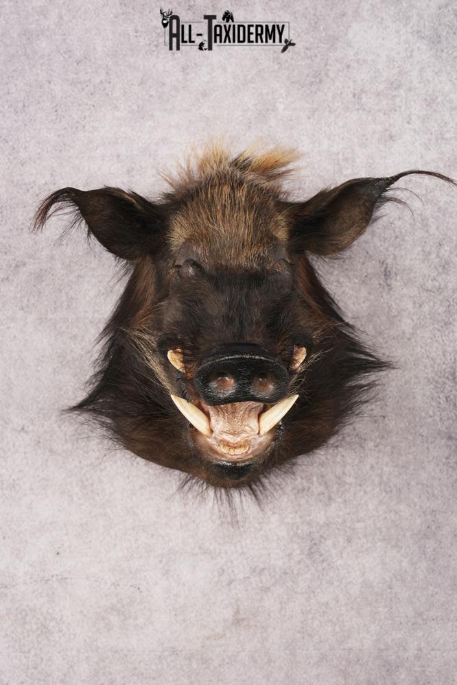 African Bush Pig SKU 3158