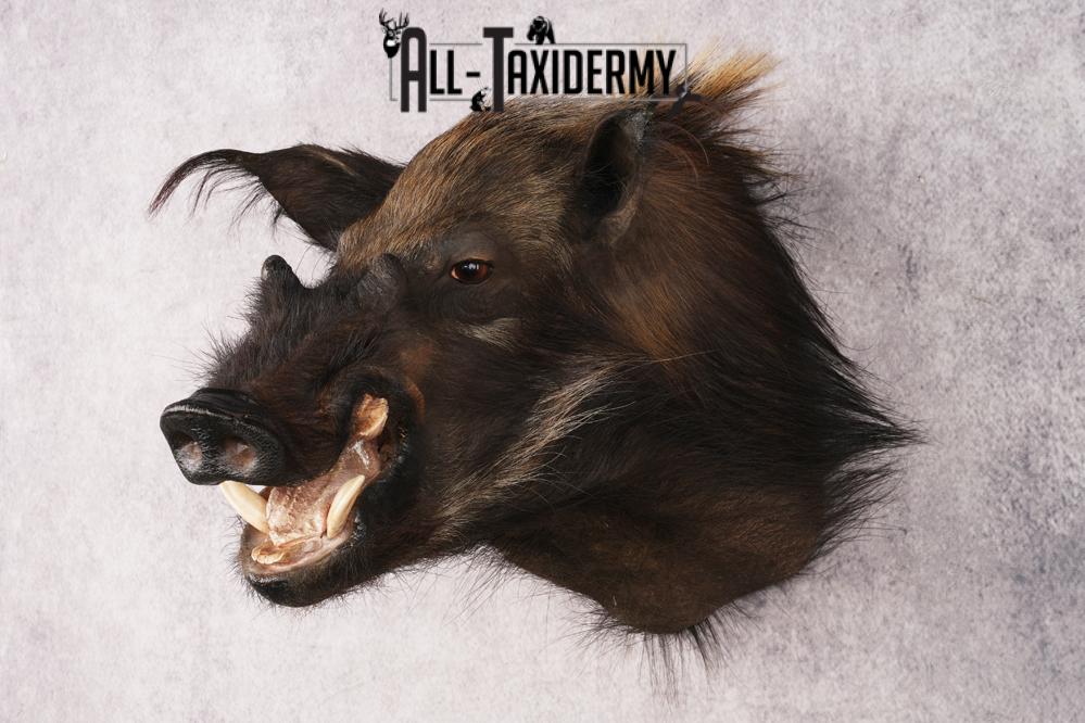 African Bush Pig SKU 3158 - Image 8