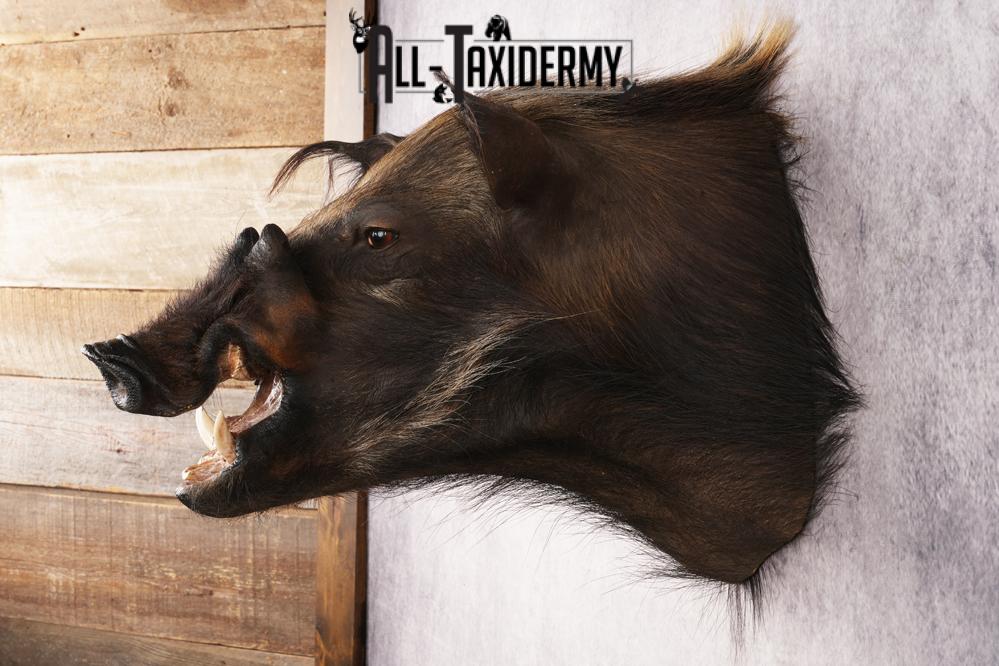 African Bush Pig SKU 3158 - Image 7