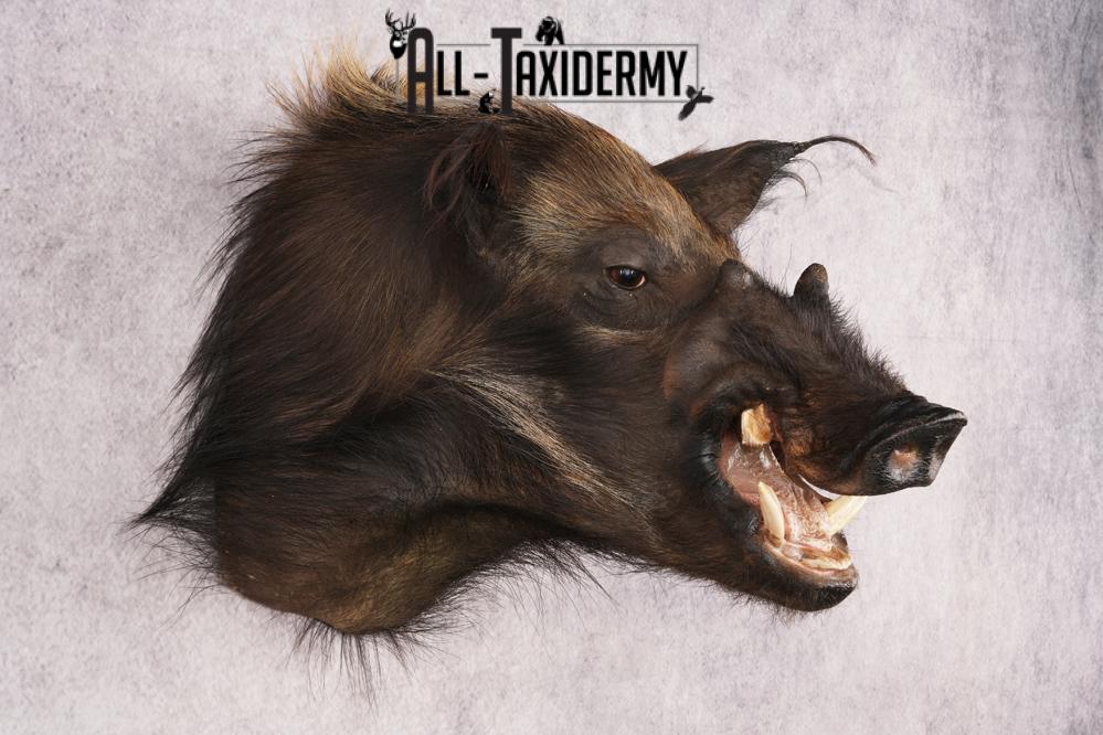 African Bush Pig SKU 3158 - Image 6