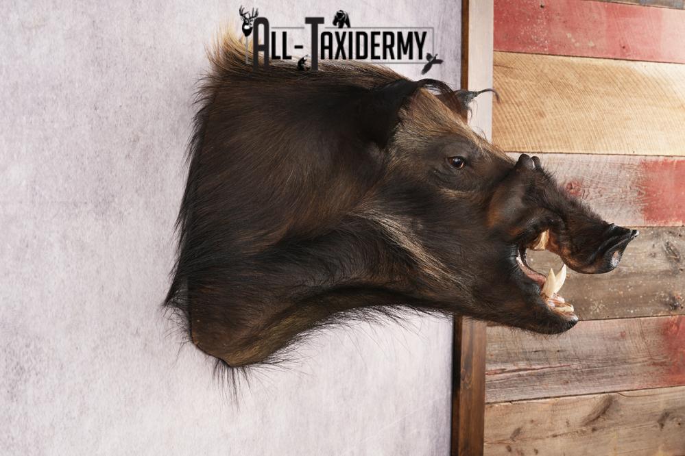 African Bush Pig SKU 3158 - Image 5