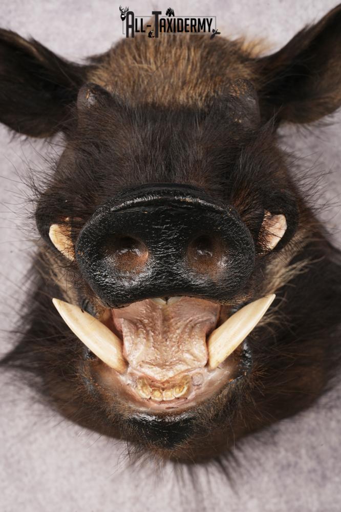 African Bush Pig SKU 3158 - Image 4