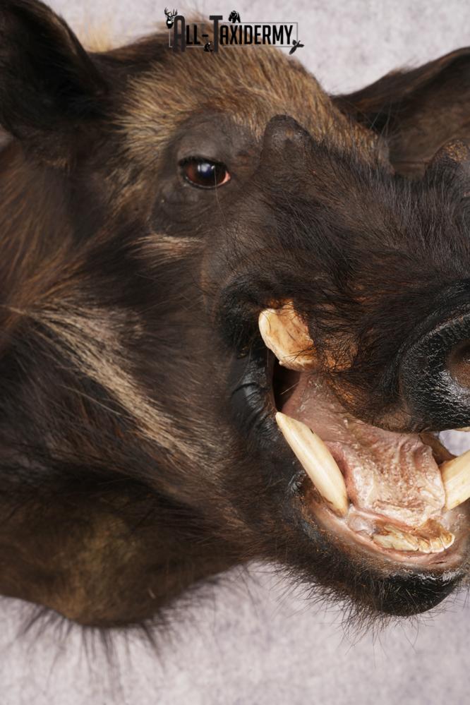 African Bush Pig SKU 3158 - Image 3