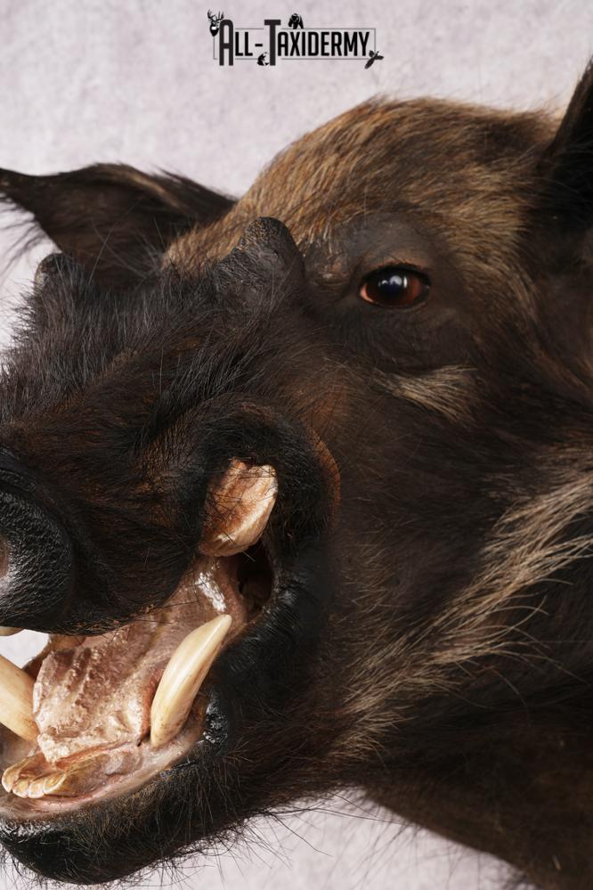 African Bush Pig SKU 3158 - Image 2