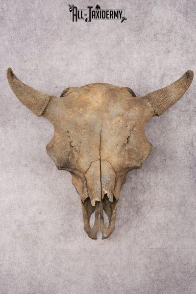 Partially Fossilized Bisson Skull SKU 3167