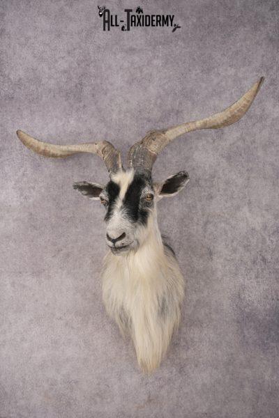 Goat Shoulder Mount SKU 3166