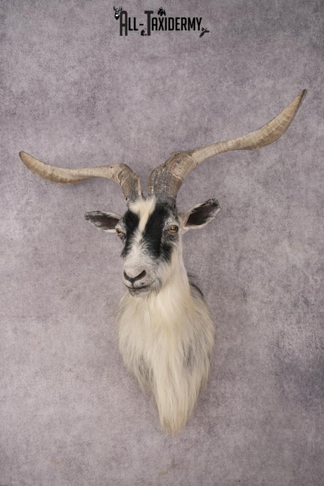 Goat Shoulder Mount SKU 3166