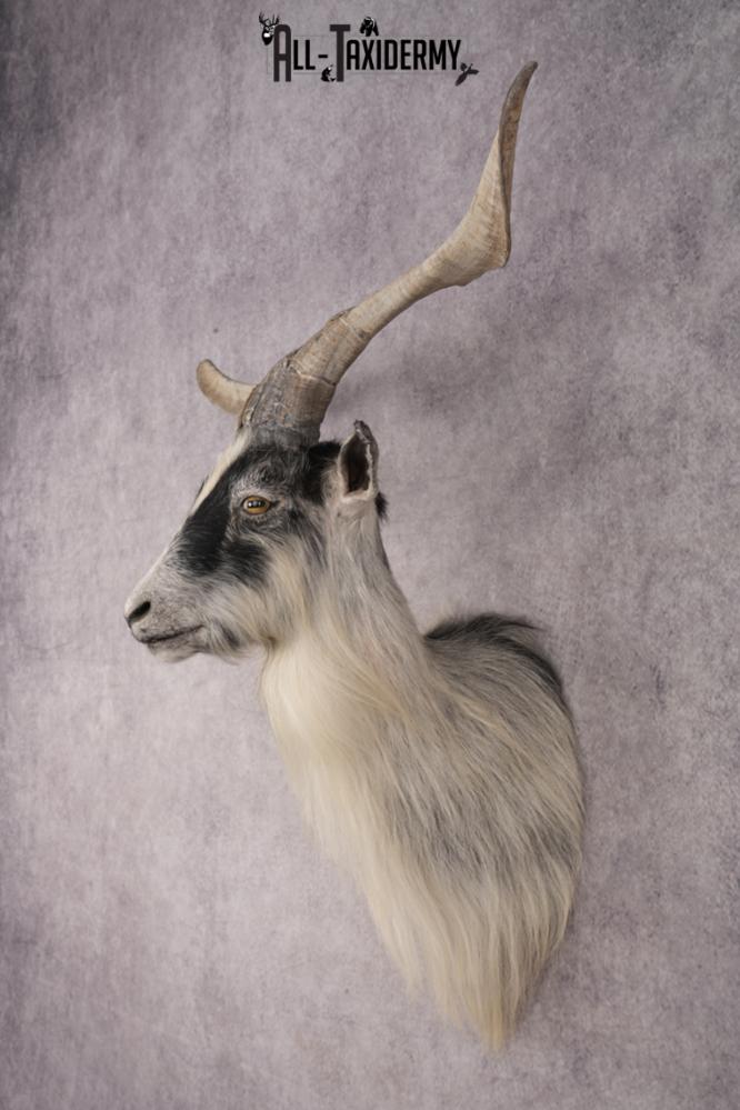 Goat Shoulder Mount SKU 3166 - Image 8