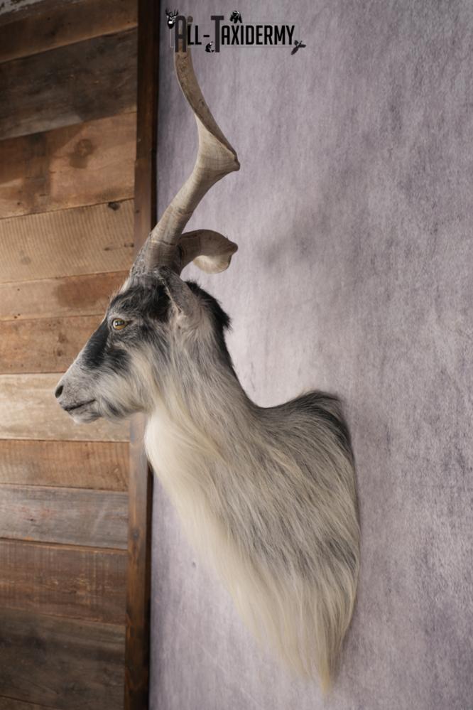 Goat Shoulder Mount SKU 3166 - Image 7