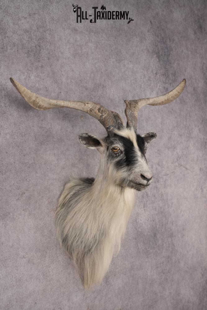 Goat Shoulder Mount SKU 3166 - Image 6